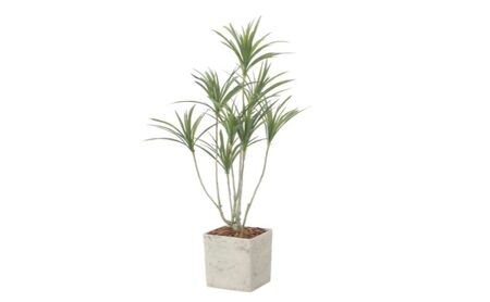 光の楽園 インテリアドラセナ1.4（ポリ製）【配送不可：北海道・沖縄・離島】 インテリア 光触媒 人工植物 造花 フェイクグリーン 花 フラワー 清浄 消臭 浜松市