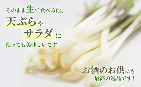静岡県浜松市産エシャレット 10束入り 約700g 箱入り エシャレット 国産 野菜 静岡 浜松市 【配送不可：北海道・沖縄・離島】