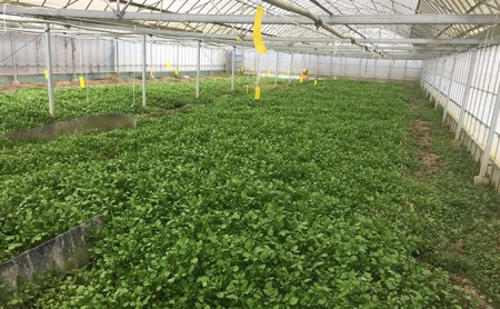 浜名湖クレソン 2kg【配送不可:北海道・沖縄・離島】 朝採れ ハーブ