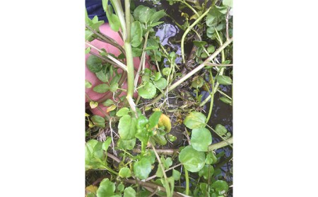 浜名湖クレソン 2kg【配送不可:北海道・沖縄・離島】 朝採れ ハーブ