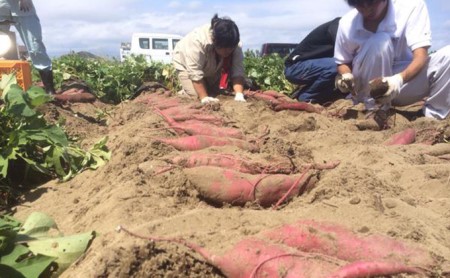 【2025年10月より順次発送】うなぎいも 5kg【配送不可:北海道】さつまいも 熟成 糖度が高い 贈答品 野菜 イモ