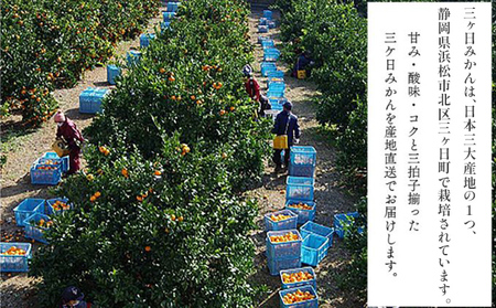 みかん 三ヶ日みかん 青島 10kg 陽だまりファーム 三ヶ日 青島みかん 果物 フルーツ 柑橘 柑橘類 旬 冬 旬の果物 旬のフルーツ 産地直送 静岡 静岡県 浜松市 先行 予約 2026 2026年 1月上旬より順次発送