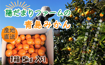 先行予約【2025年1月上旬より順次発送】陽だまりファーム 三ヶ日 青島 みかん 5kg 1箱 果物 柑橘類 フルーツ 三ヶ日みかん 濃厚 熟成 コク 高級ブランドみかん 産地直送 