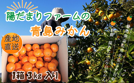 先行予約【2025年1月上旬より順次発送】陽だまりファーム 三ヶ日 青島 みかん 3kg 1箱 果物 柑橘類 フルーツ 三ヶ日みかん 濃厚 熟成 コク 高級ブランドみかん 産地直送 