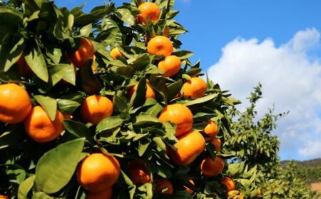 三ヶ日みかん そのまま絞り 6本セット（720ml×6本セット） みかん ジュース 100% 果物 フルーツ 安全 おいしい 果肉 こだわり 酸味 濃厚 甘い 果汁飲料 無添加 子供 