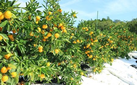 三ヶ日みかん そのまま絞り 12本セット（720ml×12本セット） みかん ジュース 100% 果物 フルーツ 安全 おいしい 果肉 こだわり 酸味 濃厚 甘い 果汁飲料 無添加 子供 