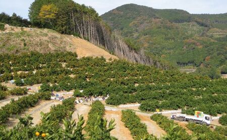 三ヶ日みかん そのまま絞り 12本セット（720ml×12本セット） みかん ジュース 100% 果物 フルーツ 安全 おいしい 果肉 こだわり 酸味 濃厚 甘い 果汁飲料 無添加 子供 