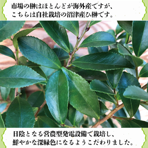 国産 榊 さかき 一対 2束  神棚用 お供え 長持ち 榊