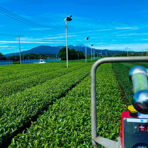 煎茶 100g 1袋 普通 緑茶 2025年産 農家直送 お茶 茶葉 静岡 沼津