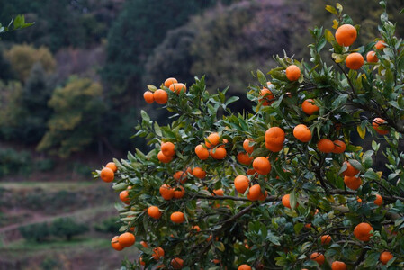究極の みかん ジュース  720ml×2本 化粧箱 入り 手むき搾汁 柑橘 西浦 
