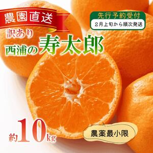 訳あり 寿太郎  みかん 10kg 木負観光みかん園  西浦 みかん 