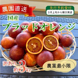 訳あり 西浦 国産 ブラッドオレンジ 3kg 木負観光みかん園 ブラッドオレンジ