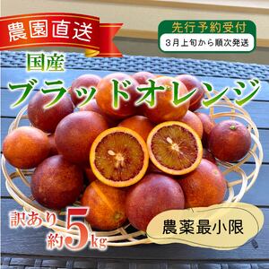 訳あり ブラッドオレンジ 5kg 国産 柑橘 ブラッドオレンジ
