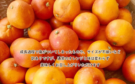 訳あり ブラッドオレンジ 5kg 国産 柑橘 ブラッドオレンジ