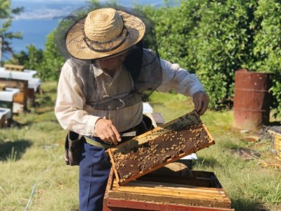 はちみつ 100g 3本 セット 蜂蜜 西浦 みかん 蜂蜜 純粋 はちみつ セット 採れたて はちみつ 