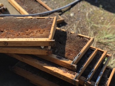 はちみつ 100g 3本 セット 蜂蜜 西浦 みかん 蜂蜜 純粋 はちみつ セット 採れたて はちみつ 