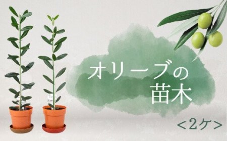 【価格改定予定】オリーブ 苗木 2本セット 植物 鉢植え 観葉植物 鉢 インテリア