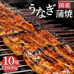 国産鰻蒲焼 10尾 計1600g うなぎ 鰻