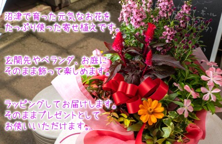 花苗 寄せ植え 季節の花 ギフト 8-9点 ガーデニング