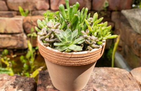 人気の多肉植物の寄せ植え 静岡県沼津市 ふるさと納税サイト ふるなび