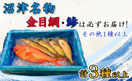 旬 鮮魚 セット 1.5kg 朝獲れ 沼津 駿河湾 金目鯛 鯵