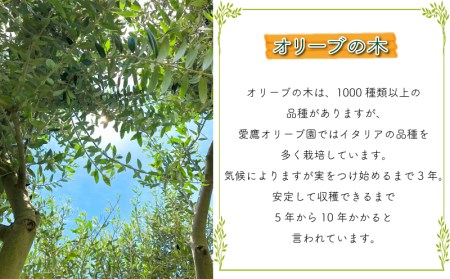 【価格改定予定】オリーブ 苗木 オリーブの木 一鉢 苗木3本 植物 鉢植え インテリア