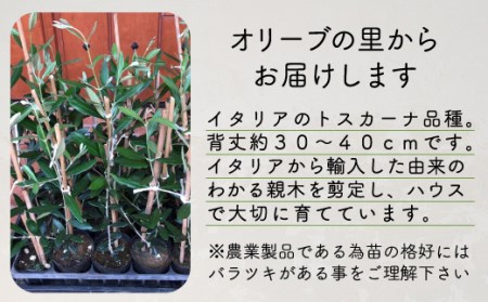 【価格改定予定】オリーブ苗木2本セット マウリーノ