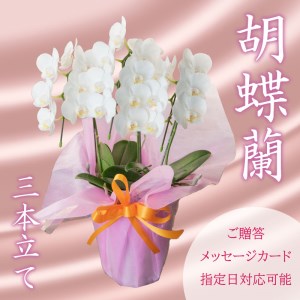 【価格改定予定】胡蝶蘭 3株 花 季節 贈答用 ギフト 記念日 お 祝い 母の日 父の日  敬老の日 栄転 転勤 開店祝い 祝賀 新築 結婚 感謝 定年 退職