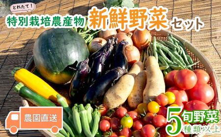 旬 野菜 新鮮 減農薬 5種類 以上 詰め合わせ セット 産地直送 キャベツ