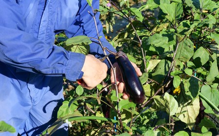 旬 野菜 新鮮 減農薬 5種類 以上 詰め合わせ セット 産地直送 キャベツ ブロッコリー カリフラワー レタス こまつな 玉ねぎ さつま芋 オクラ  いんげん えだまめ 落花生 柿 みかん 白菜 トマト きゅうり なす とうもろこし ズッキーニ トレビス サニーレタス