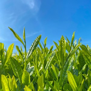 和紅茶 茶葉 100g 2袋 合計200g 農家直送 お試し お茶 茶葉 静岡