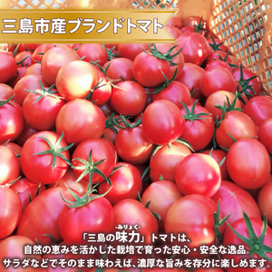  予約受付中 三島の味力トマト 1kg 完熟 高糖度 フルーツトマト とまと 贈答用 1万円以下 産地直送 国産 朝採れ 新鮮 サラダ ジュース 冷やしトマト 夏野菜 お取り寄せ グルメ 三島市 静岡県