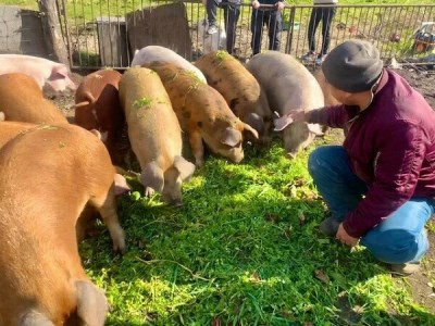 0010-68-01 朝霧高原放牧豚 しゃぶしゃぶセット