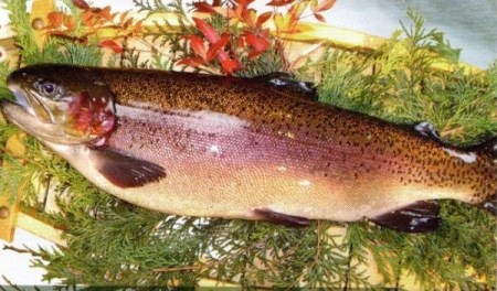 0014-72-02 西京漬け 富士山サーモン 4切入り