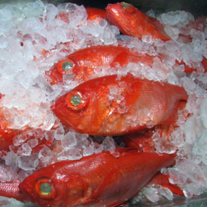 【数量・期間限定】金目鯛 天日干しひもの 2枚 詰合せセット ご家庭で大活躍のお魚 伊東市人気の海鮮_金目鯛 ひもの 詰め合わせ 干物_【配送不可地域:離島】【1137673】