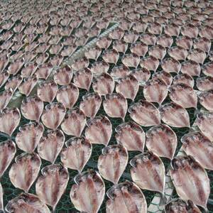 【毎月定期便】真あじ　天日干しひもの　詰合せ(18枚入)全6回_魚介・海産物  干物   定期便 定期便  _【配送不可地域：離島】【4007826】