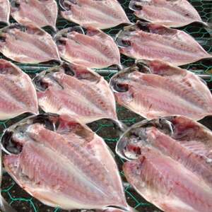 【毎月定期便】真あじ　天日干しひもの　詰合せ(18枚入)全12回_魚介・海産物  干物   定期便 定期便  _【配送不可地域：離島】【4007842】