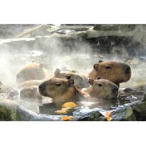 旅する伊豆高原応援パス 2,000円チケット 5枚セット_旅行券・チケット   _【1539285】