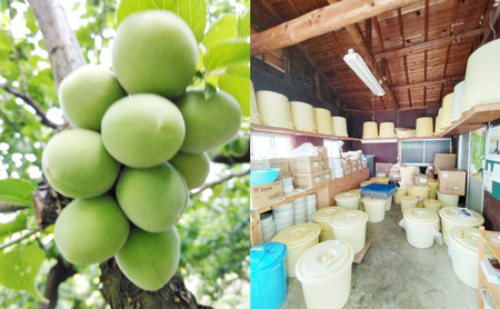 ★梅干し★極上の梅（志戸呂焼壺(つや無し)入り）贈り物 ギフト 人気 厳選 島田市 八房梅 うめ ご飯のお供 おかず 