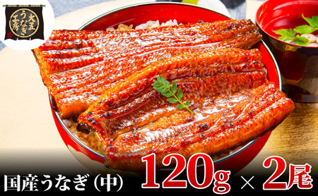 うなぎ蒲焼 120g×2尾(240g) うなぎ ウナギ 鰻 蒲焼 蒲焼き冷凍 国産 大五 大五通商 静岡 島田市