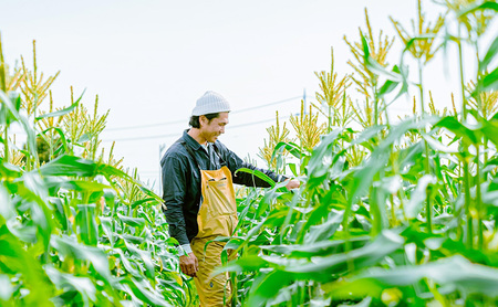 【2026年6月上旬より順次発送】静岡県島田市産 とうもろこし 10本～12本【配送不可：北海道・沖縄・離島】