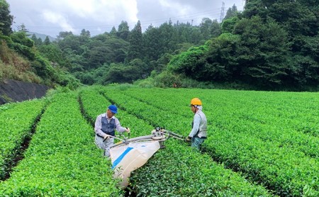深むし茶味の逸品 100g×2缶 お茶 緑茶 深蒸し茶