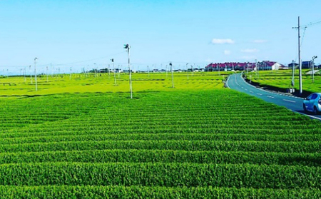 まるとう農園の上質なお茶だけ飲み比べセット　 地産100％ 深蒸し 一番茶 カテキン 静岡 島田市