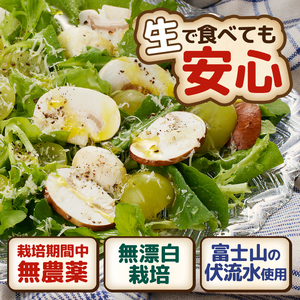 マッシュルーム 産地直送 長谷川農産 小×2パック セット 新鮮 2種 ホワイト ブラウン 最新栽培技術 無農薬 無漂白 生でも食べられる ビタミン たんぱく質 きのこ キノコ 静岡県 富士市 野菜 [sf002-351]