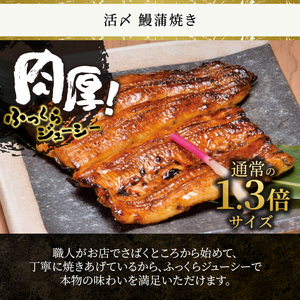 鰻 蒲焼き 活〆 炭火焼 2人前セット 大ぶり 通常の1.3倍サイズ 肉厚 ふっくら ジューシー 秘伝のたれ付き おかず 冷凍 魚 富士市 [sf095-002]