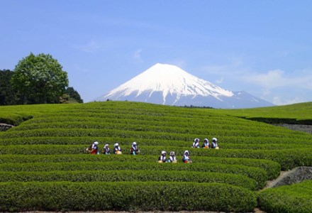 ふるさと納税 富士市 富士の魅力を「知る」〜いただきへの・はじまり　富士市〜A(1754) 1754富士の魅力を「知る」～いただきへの・はじまり 富士市～A