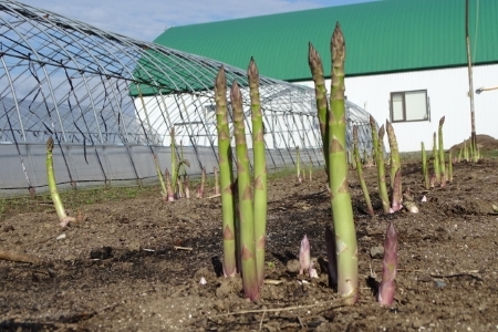 【2026年発送】【中富良野町寺坂農園】大地のアスパラガス（1.5㎏）【BF-016】
