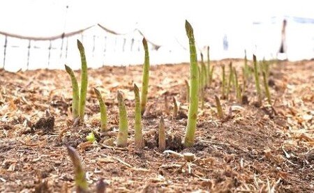 【2026年発送】【中富良野町寺坂農園】大地のアスパラガス（1.5㎏）【BF-016】