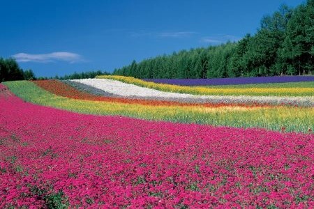 【ファーム富田】ラベンダーアイスクリーム 10個入り【BB-015】