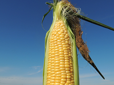 【中富良野町 寺坂農園】とうもろこし『サニーショコラ』(24本入り)【BF-011】